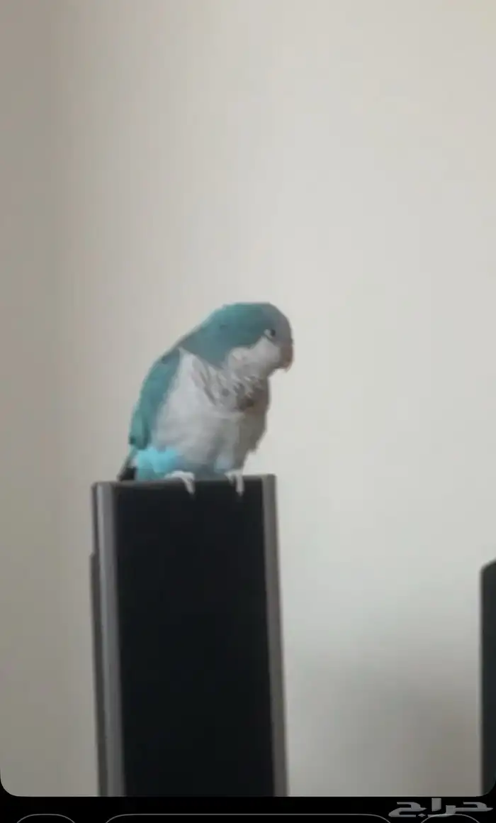 عصفور كويكر 2