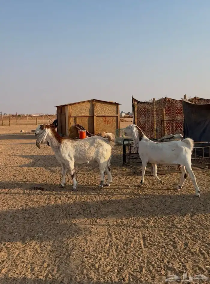 معزا مشاريك دفيع 4