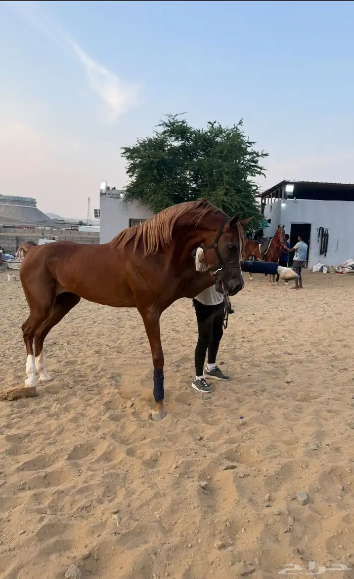 للبيع حصان واهو 2