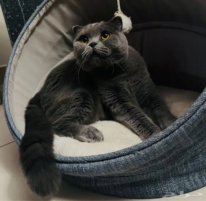 سكوتش فولد   برتش شورت هير للتبني 1