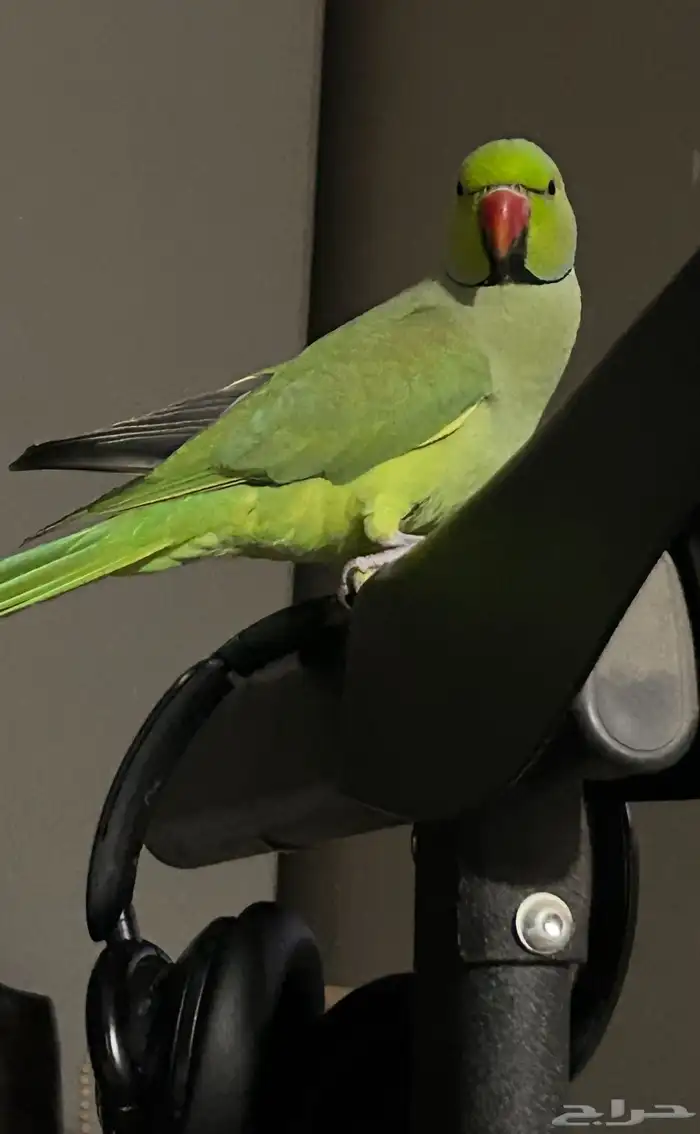 ببغاء مفقود فى تربة البقوم حي الخالديه (مكافأه لمن يجده) 0