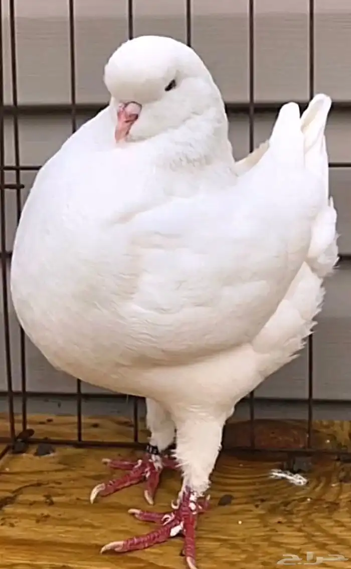 مطلوب كنق مودينا 0