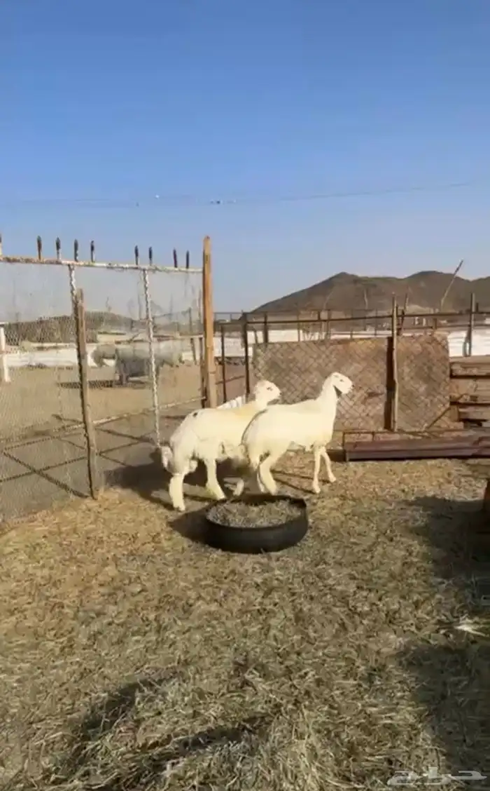 طليان جبره للبيع 2