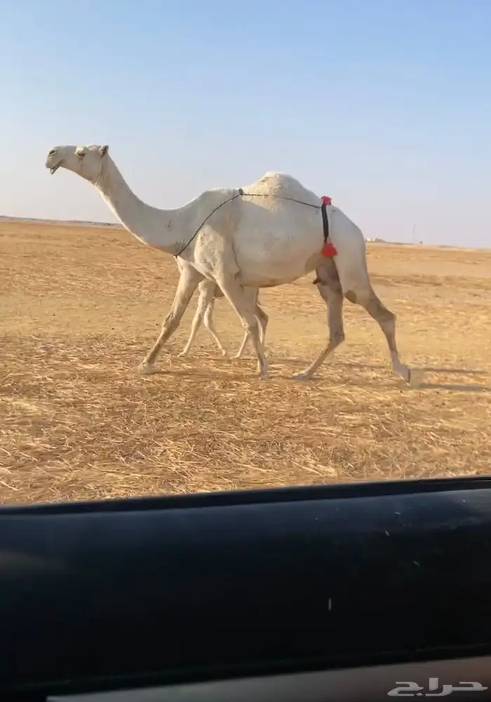 خلفه وضحا كفو 1