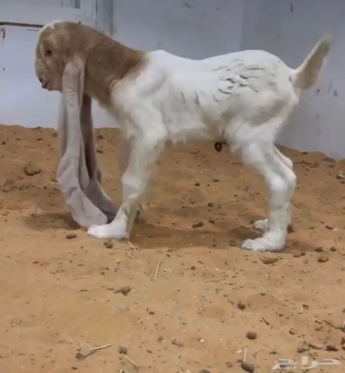 فحل تيس هولندي حجازي منتج 4