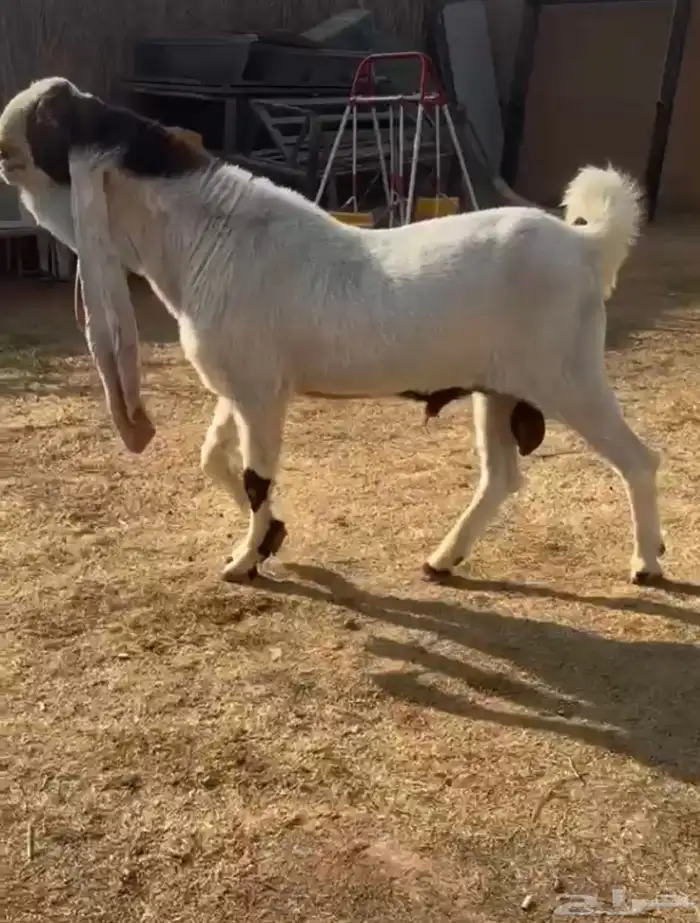 فحل تيس هولندي حجازي منتج 0