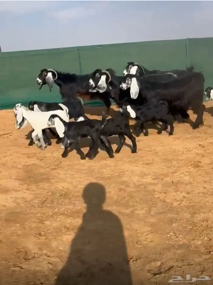 ماعز عارضيه 0