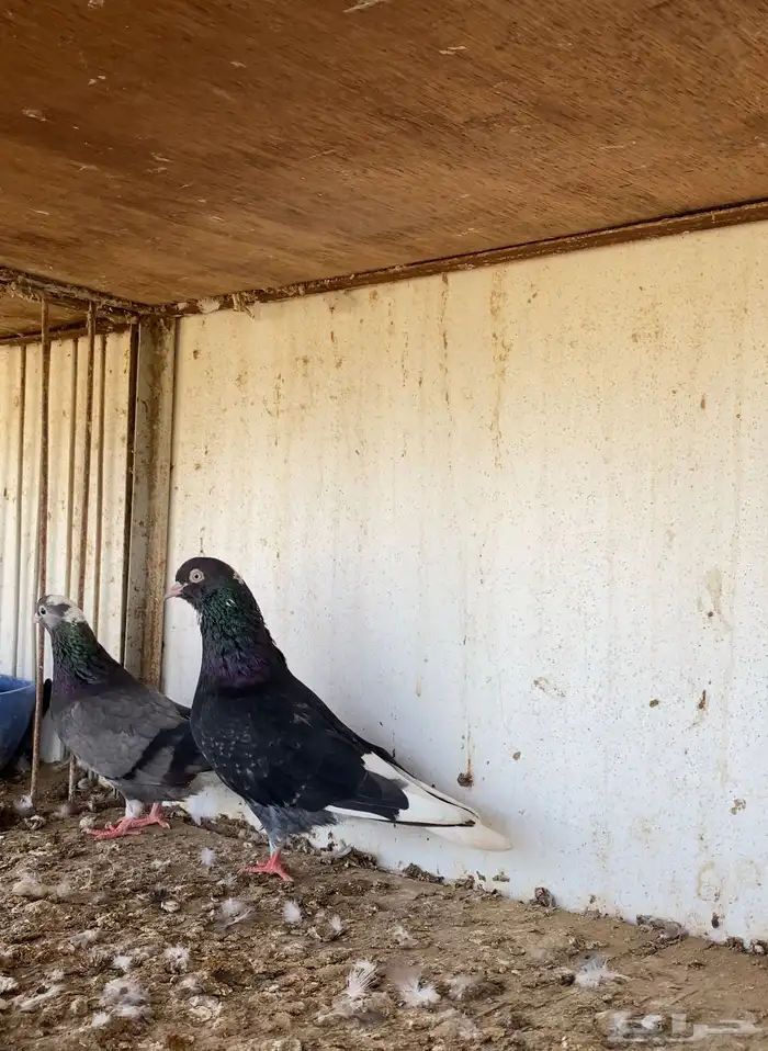 حمام قطيفي 1