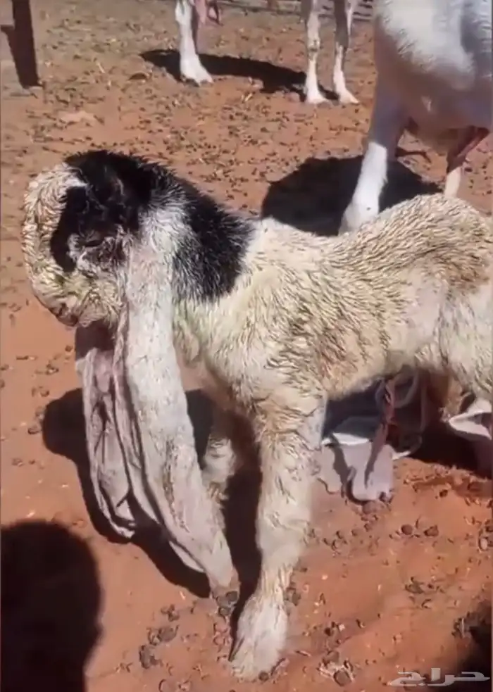 فحل تيس هولندي حجازي منتج 5