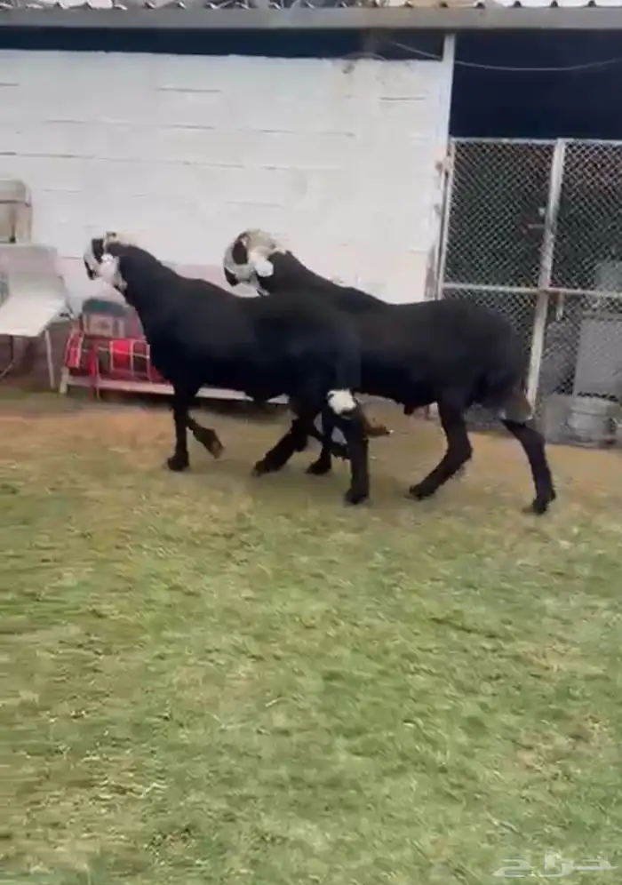 فحول مهاجين طيبه 0