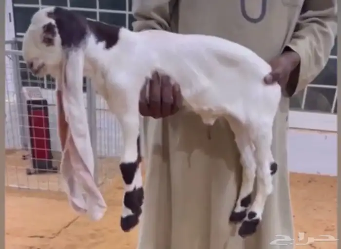 فحل تيس هولندي حجازي منتج 3