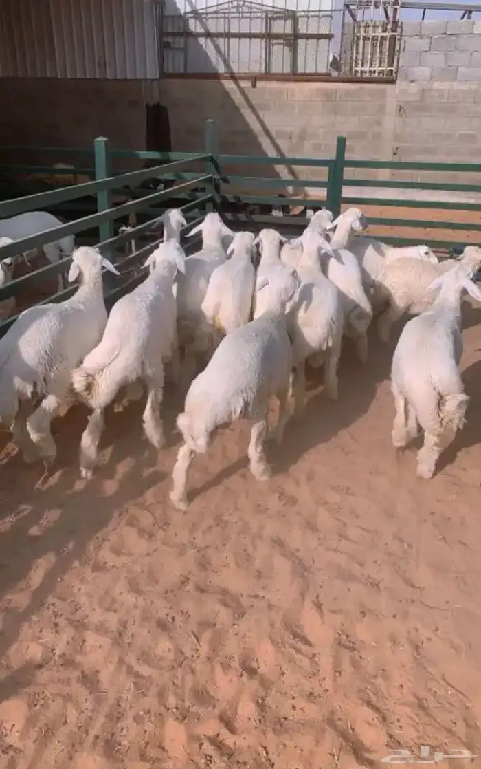 ذبايح نعيمي حري مع خدمة الذبح وتوصيل 4