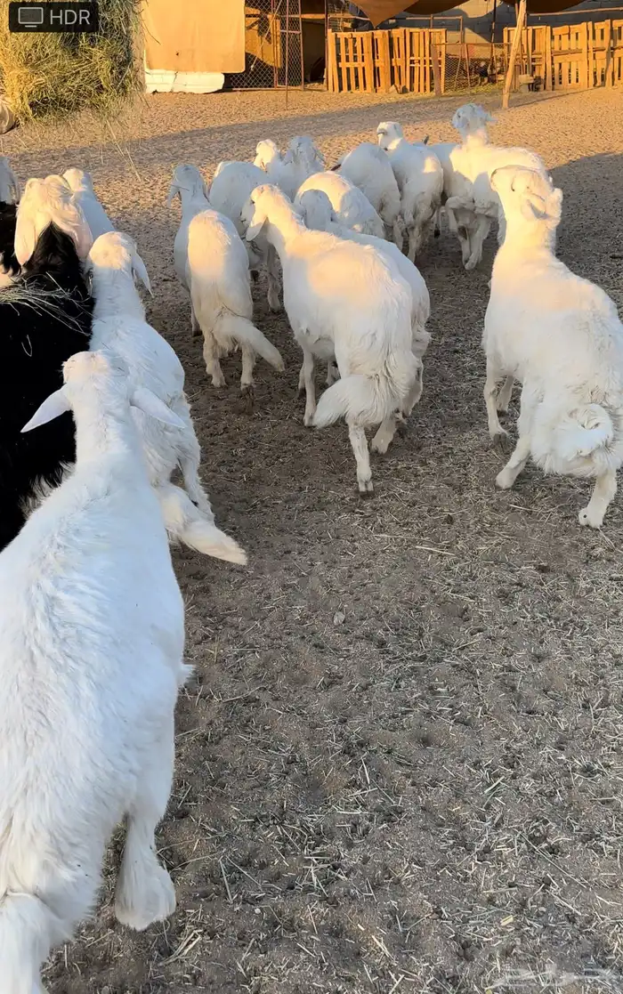 للبيع خرفان سمان ومغلقه شحم العدد 18 الموقع بيشة 0