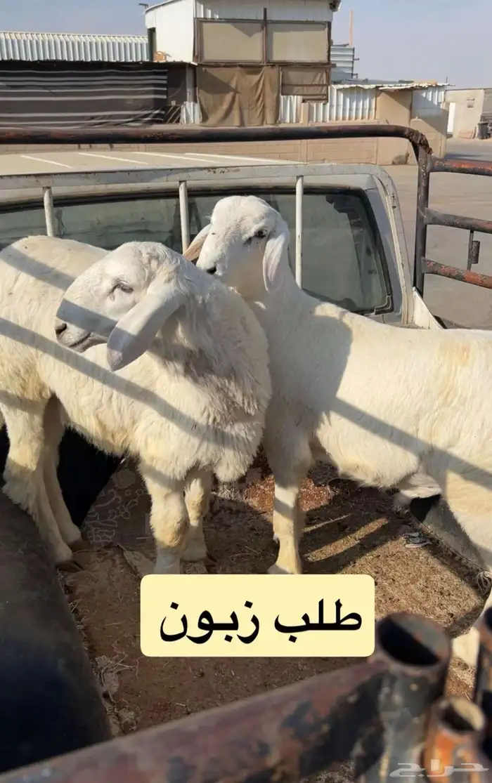 ذبايح حري نعيمي نجدي تيوس عوارض يوجد ذبح توصيل تمارا 2