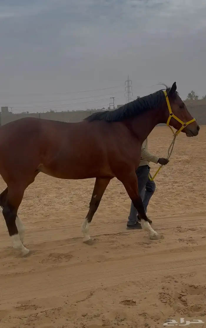 حصان انجليزي حصان ركوب معه اوراق 0