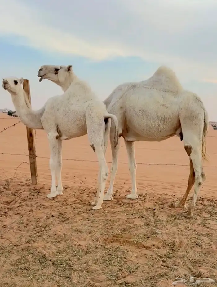 عشراء معه قعود 0