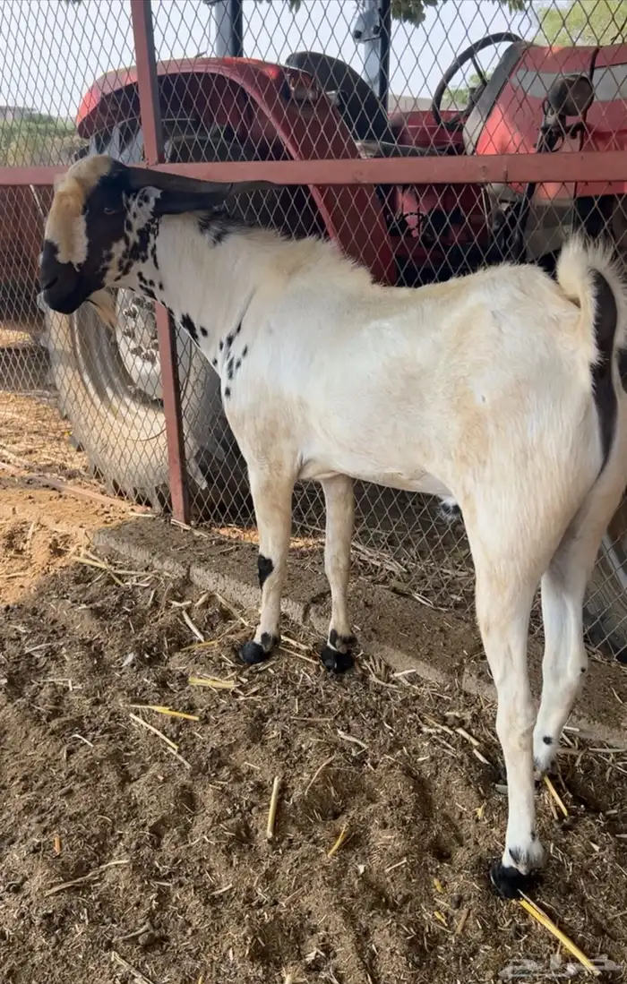 فحل بيشي فاخر 1