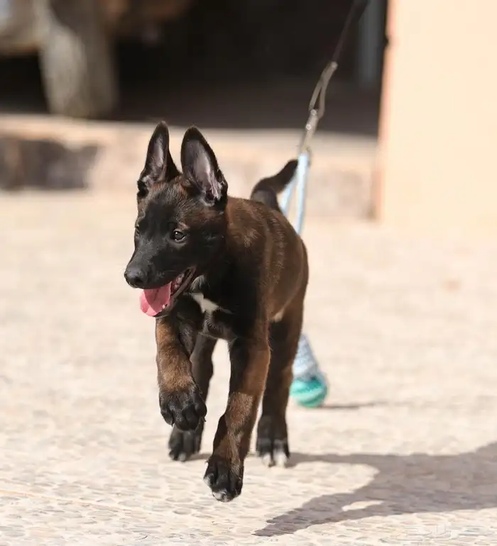 متاح جراوي مالينو شربوني 0