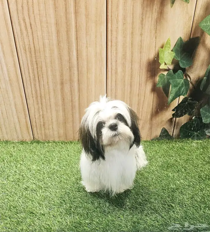 للبيع كلاب شيتزو و متوفر جراء صغار شيتزو 4