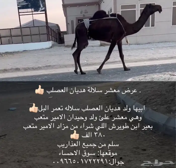 معشر على فحل طيب 0