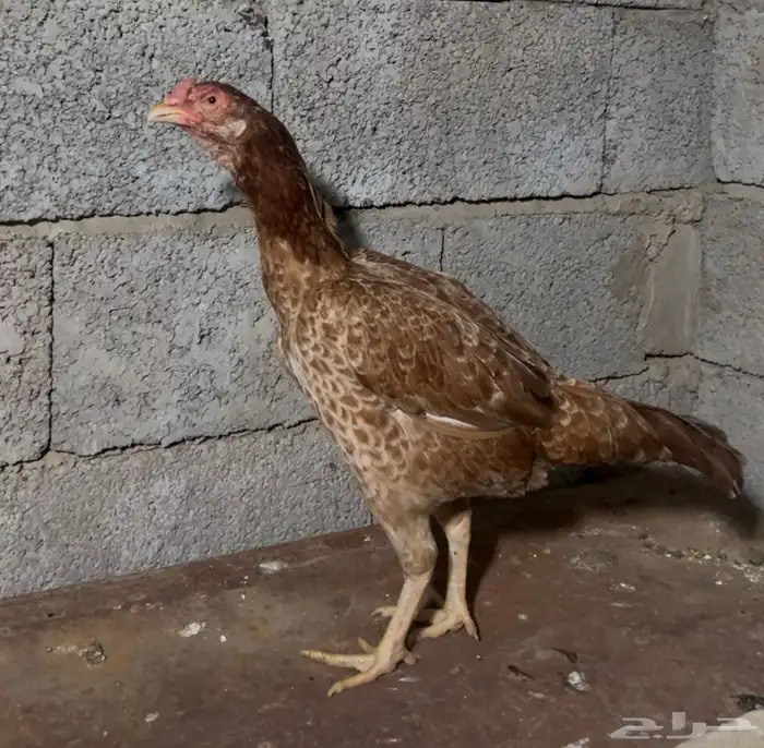 دجاجه كراس سندي 0