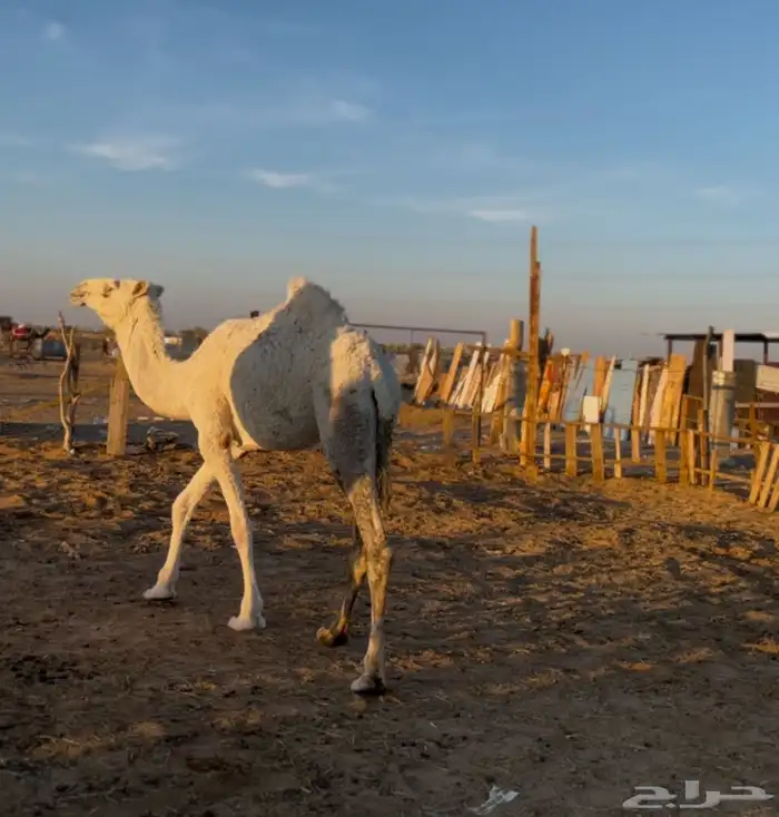 بكره للبيع 0