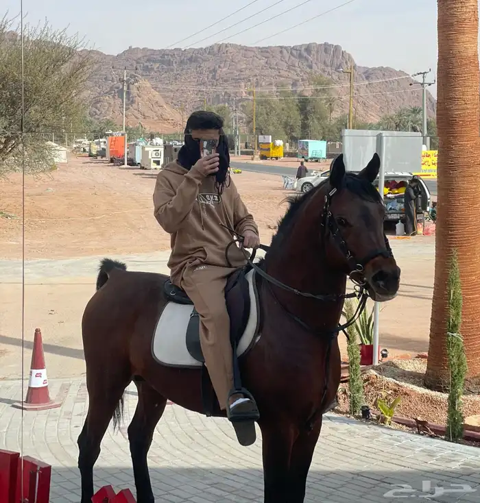 حصان للبيع 4