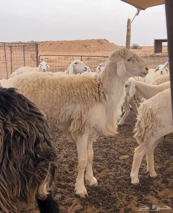 للبيع خروف حري فحل ثني 0