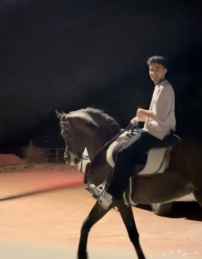 حصان للبيع 2