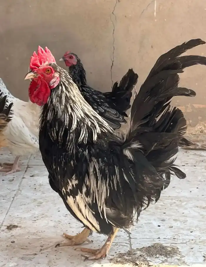 طقم جابنيز بياض ورجان 0