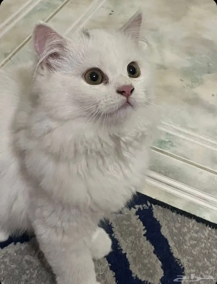 عاجل قطه للتبني 1