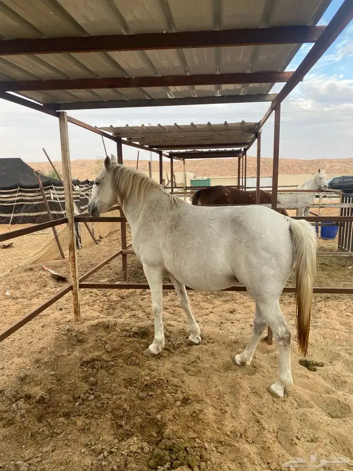 افراس وخيل للبيع 5