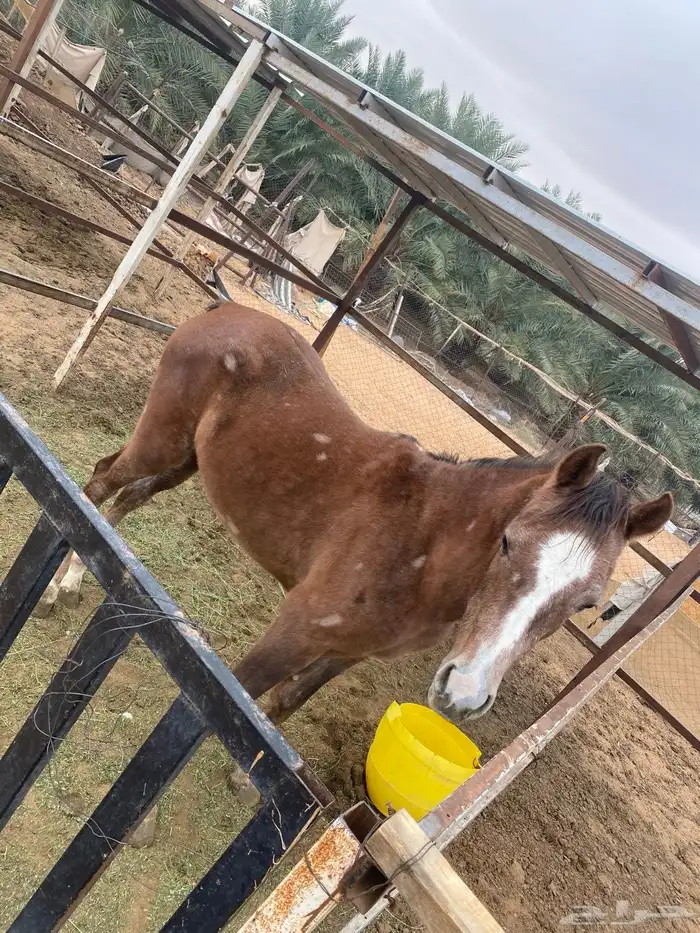 افراس وخيل للبيع 1