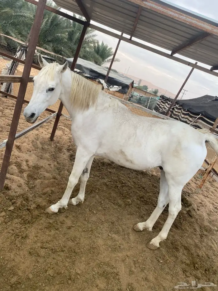 افراس وخيل للبيع 10