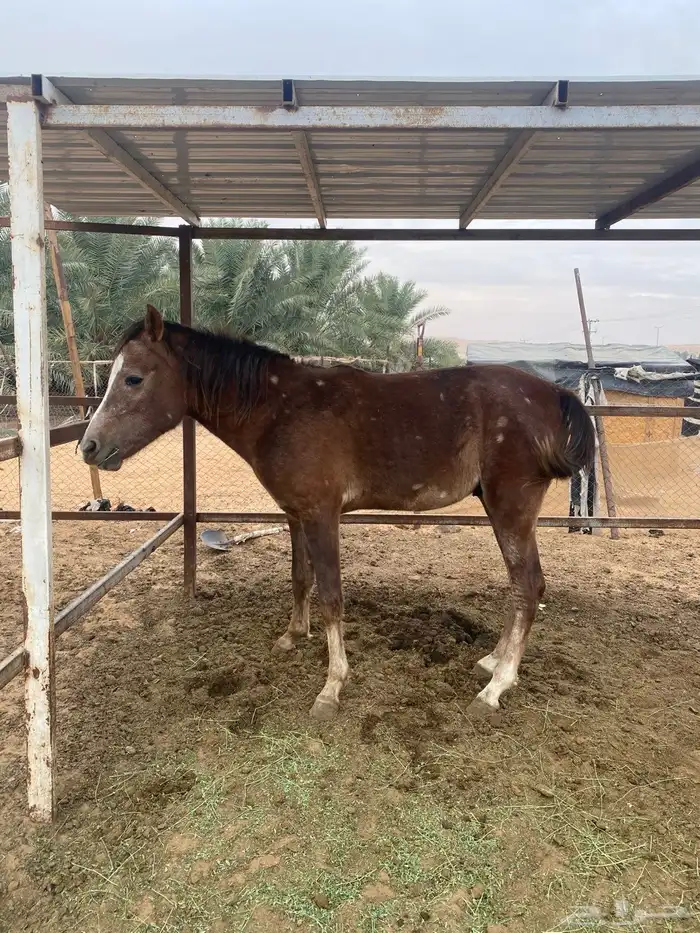 افراس وخيل للبيع 3