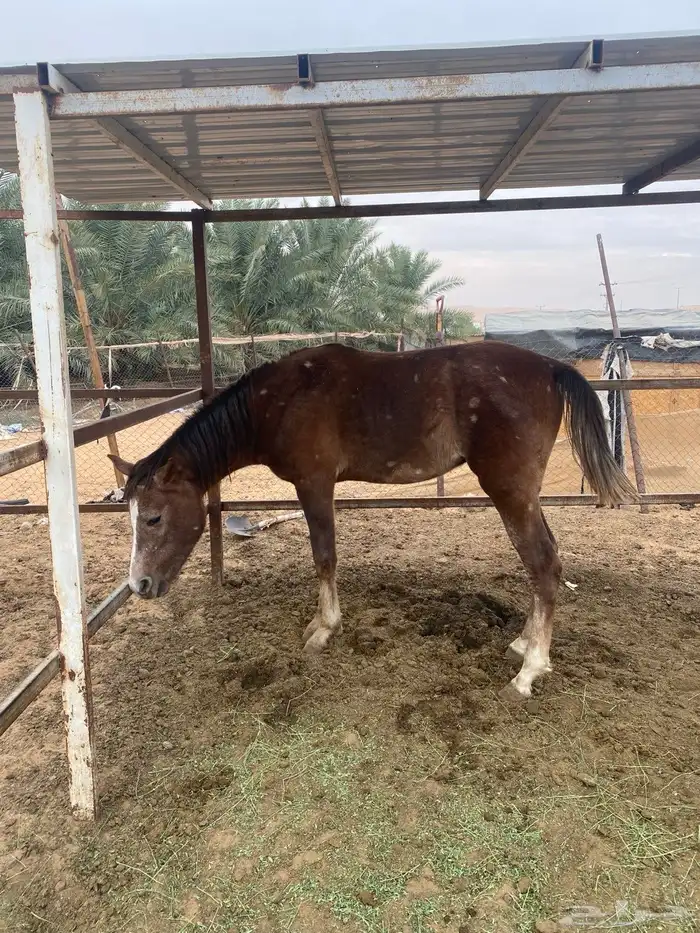 افراس وخيل للبيع 2