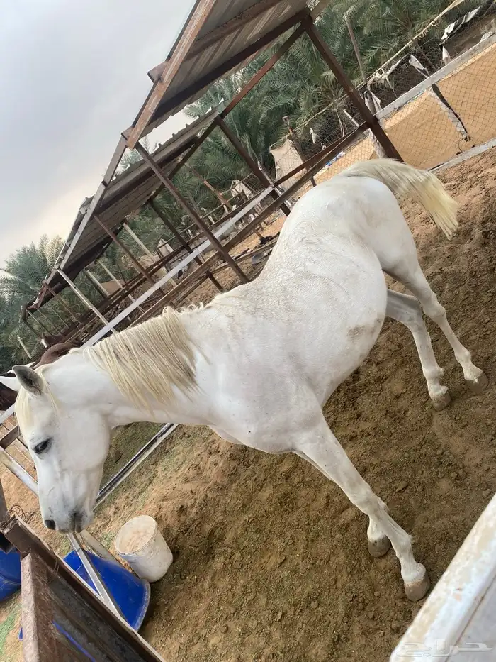 افراس وخيل للبيع 4