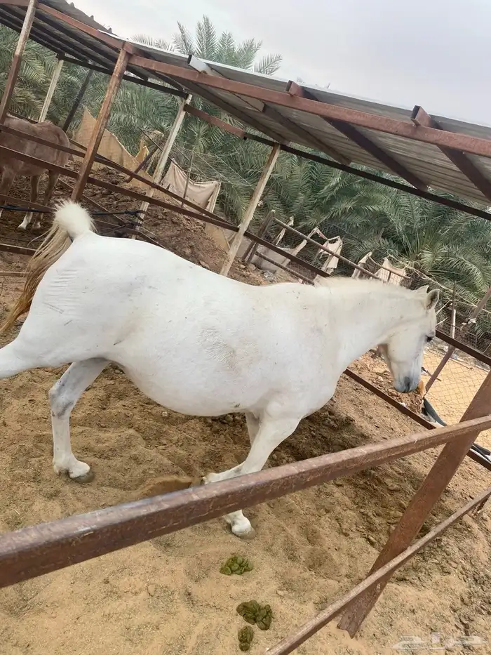 افراس وخيل للبيع 11