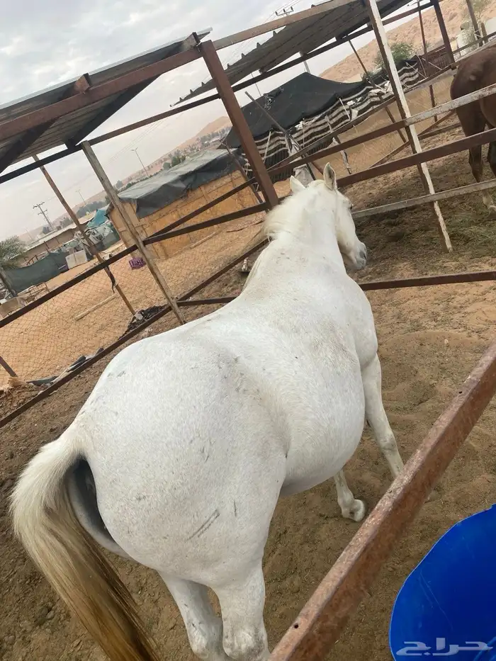 افراس وخيل للبيع 12