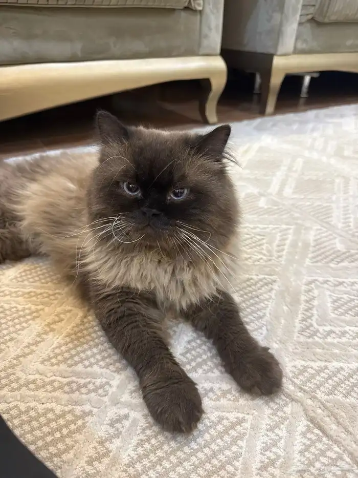 قط همالايا للتبني بالرياض حي الشفاء 0