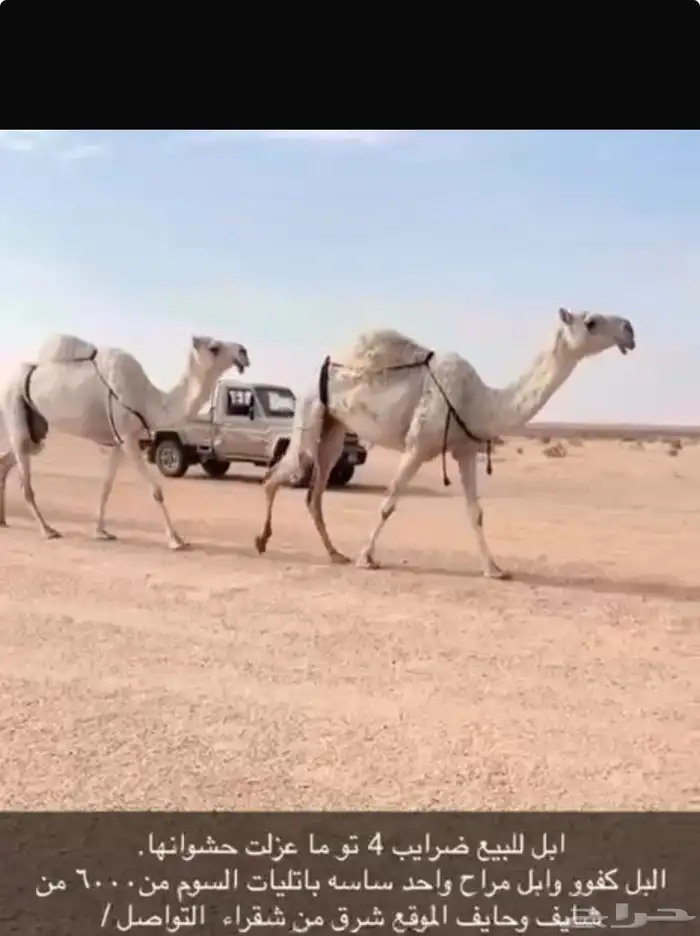 للبيع ضرايب 2