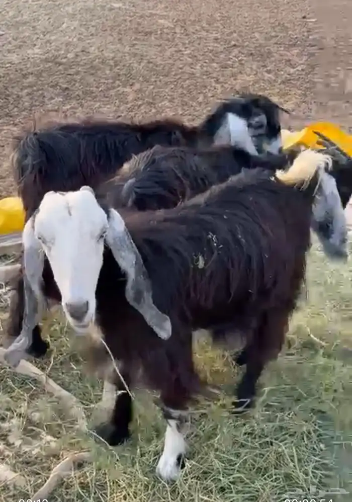 نعاج ومعزا 2