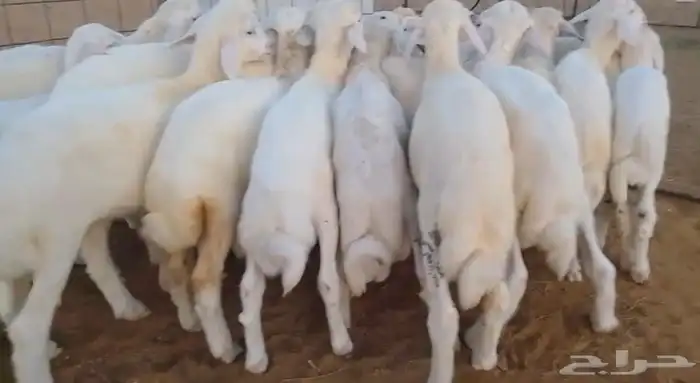 بهم حري تربية شعرة بيضاء وطرف 1