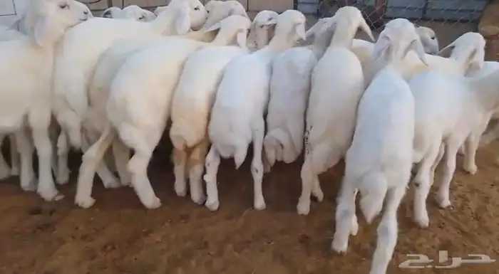 بهم حري تربية شعرة بيضاء وطرف 3