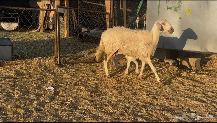 جذعه عليها رخل روم ومشروطه 1