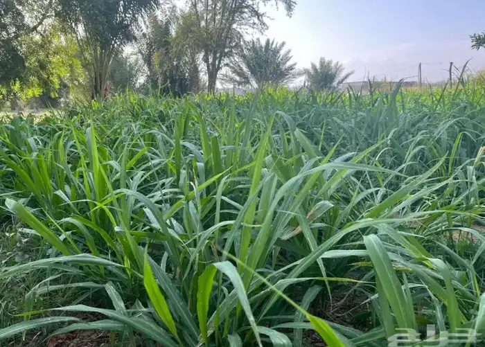 مزرعة للبيع في بيشة 0