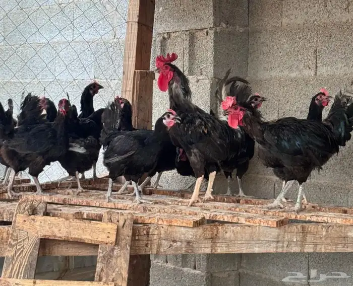 صوص بلدي اسود صك 1