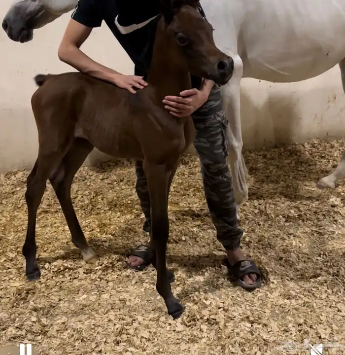 فرس منتجة ابطال 3