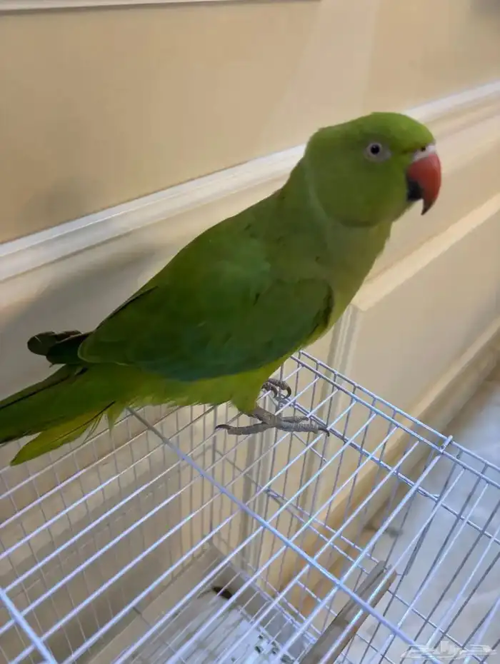 بغبغاء دره اليف 1