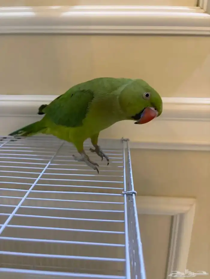 بغبغاء دره اليف 0